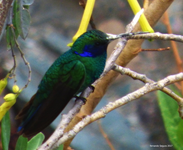 Foto Colibrí Grande