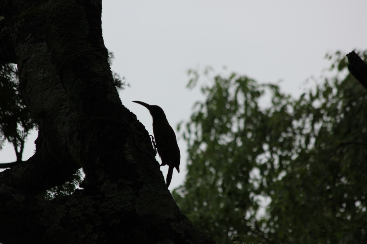 Photo Trepador Gigante