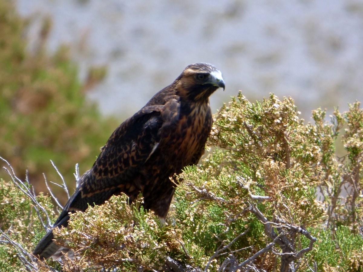 Photo Aguilucho Común