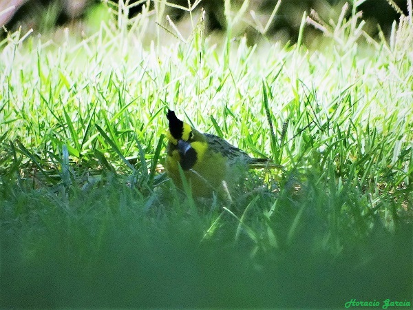 Photo Cardenal Amarillo