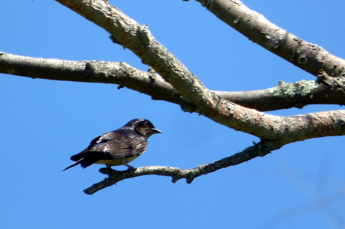 Photo Golondrina Doméstica