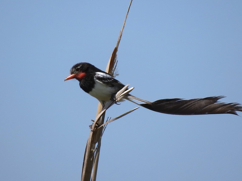 Photo Yetapá de Collar
