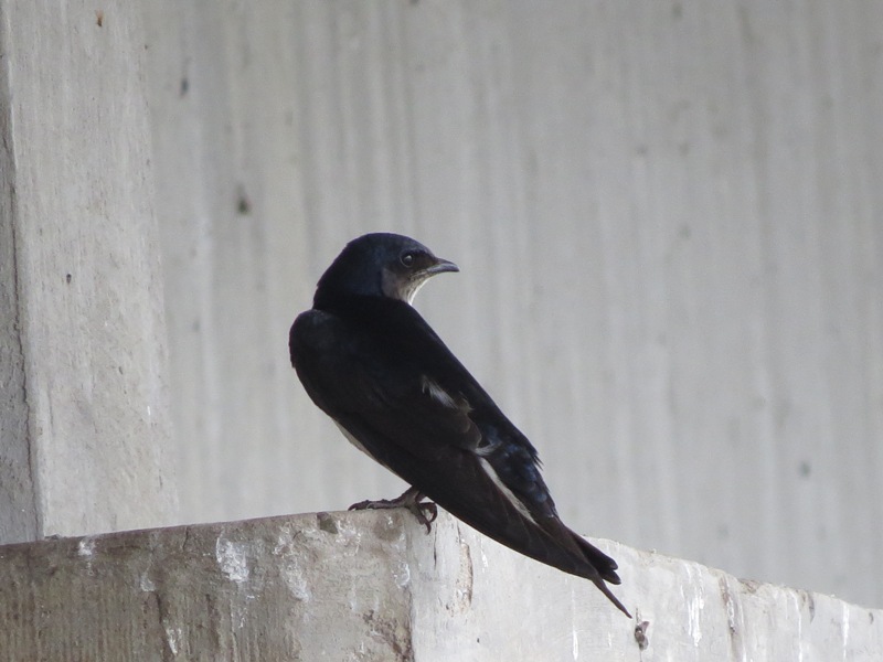 Photo Golondrina Doméstica