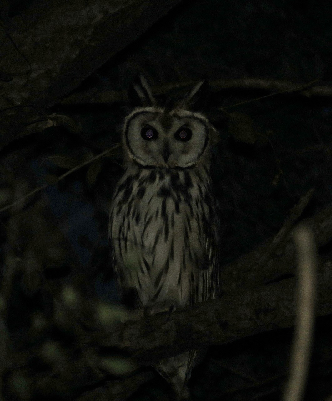 Photo Lechuzón Orejudo