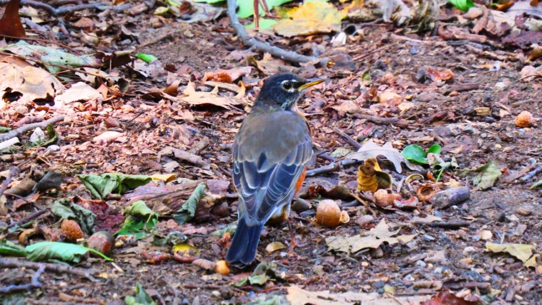 Foto Zorzal Pechirrojo