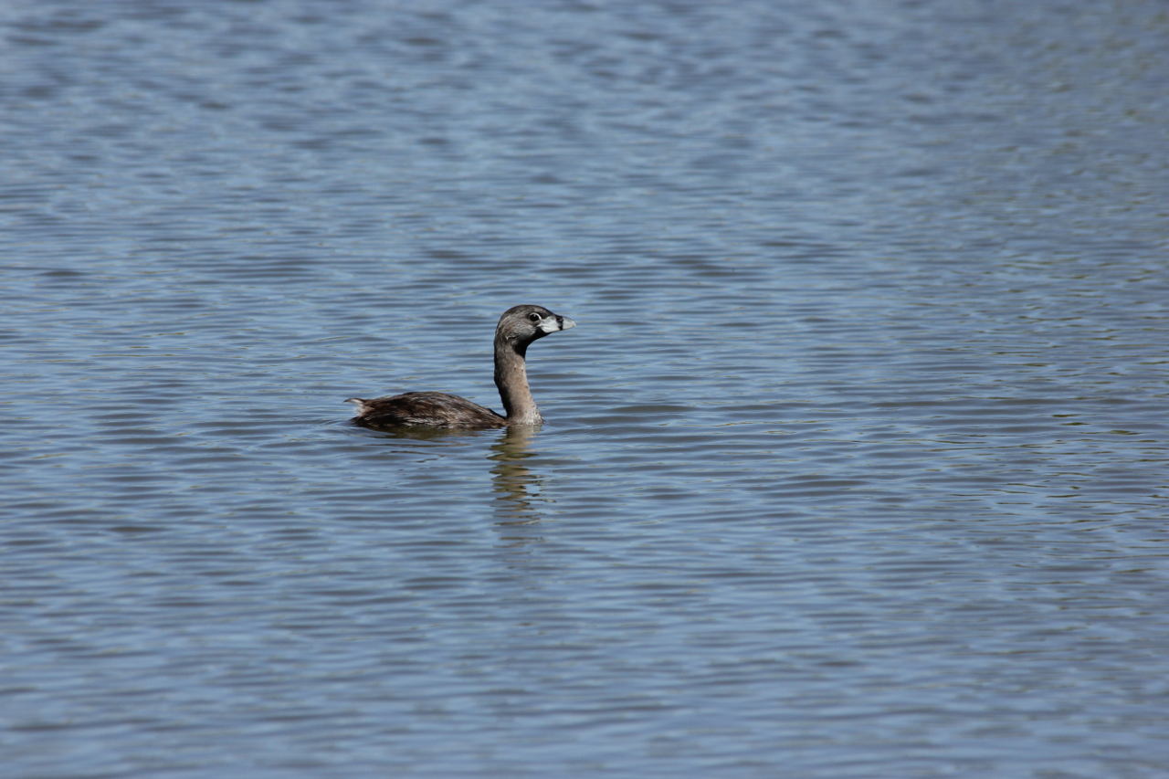 Photo Macá Pico Grueso