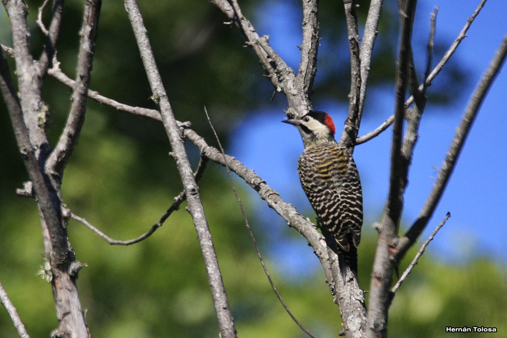 Photo Carpintero Real Común