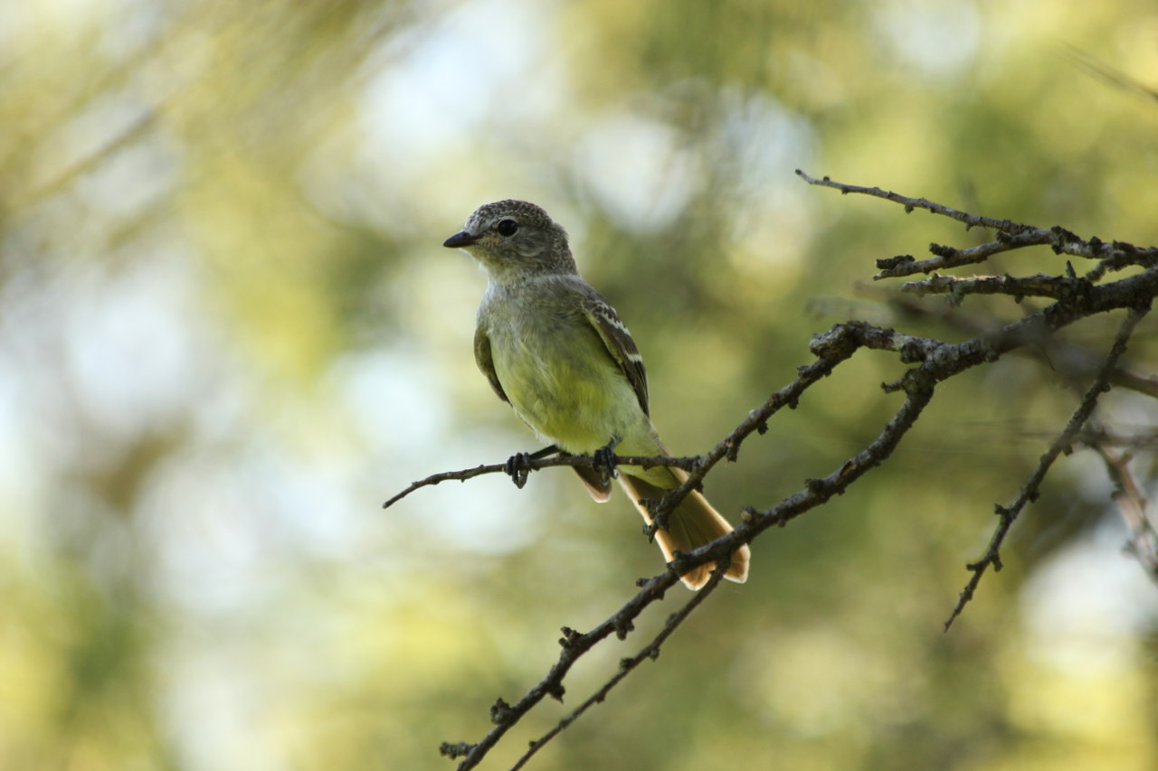 Photo Suirirí Pico Corto