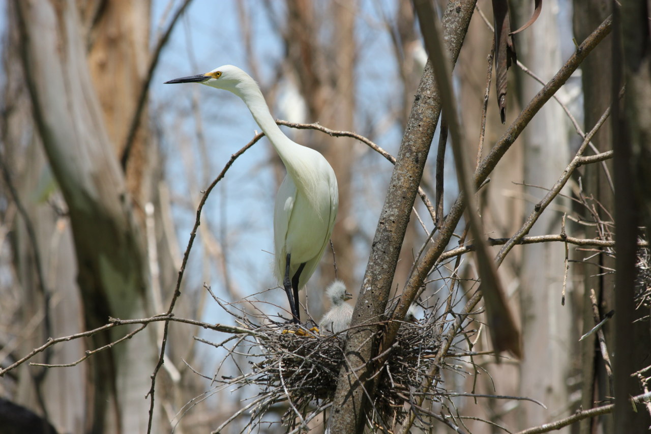Photo Garcita Blanca