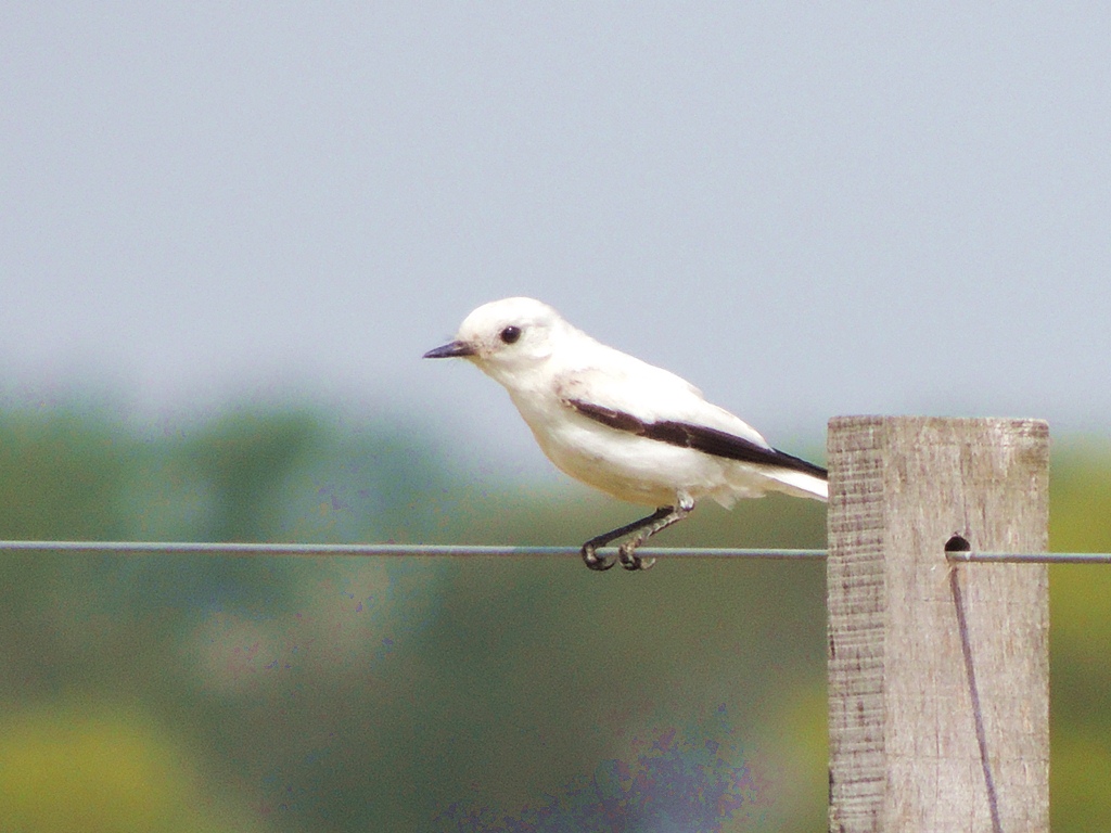 Photo Monjita Blanca