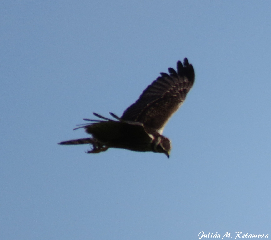 Photo Gavilán Planeador