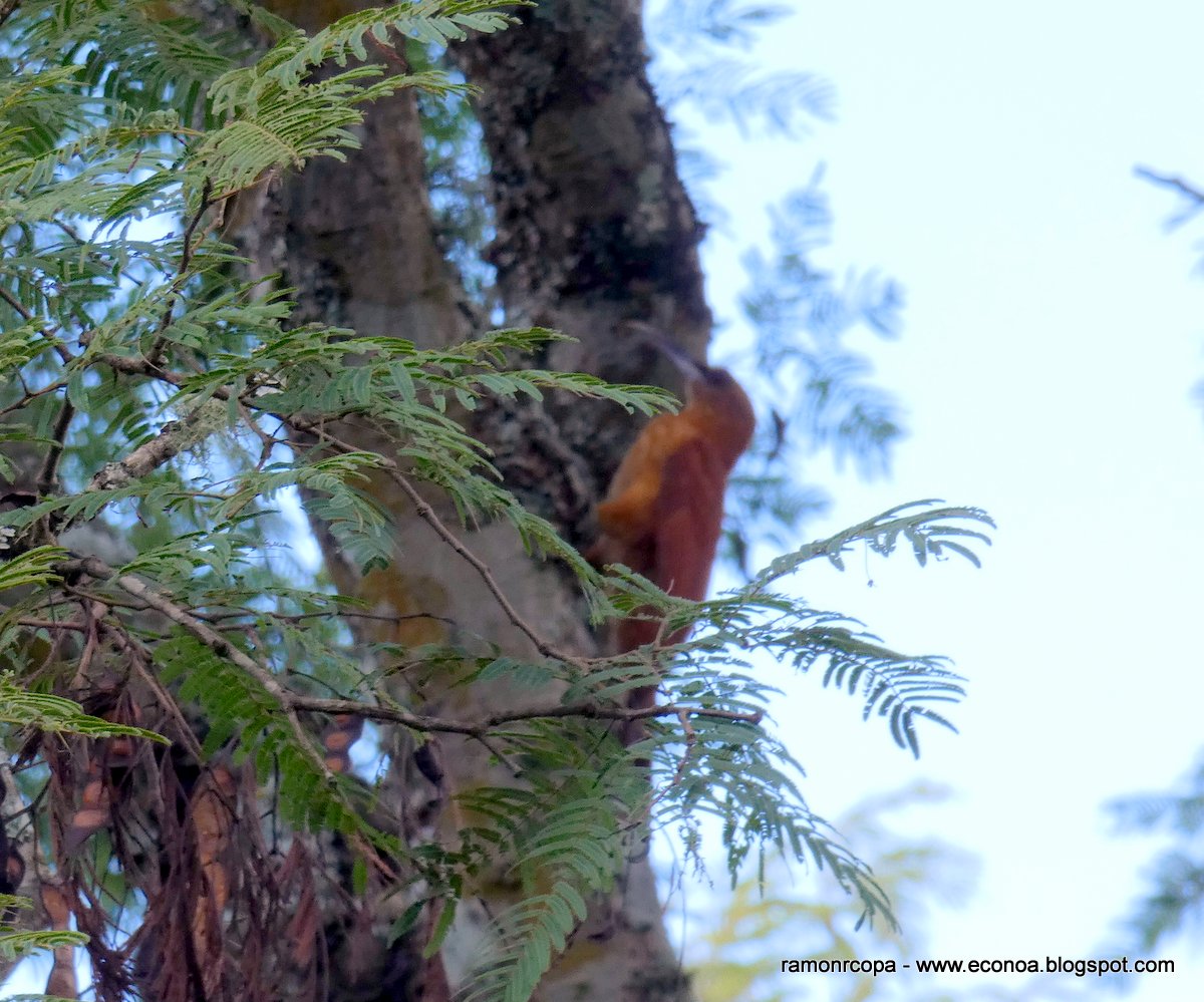 Foto Trepador Gigante