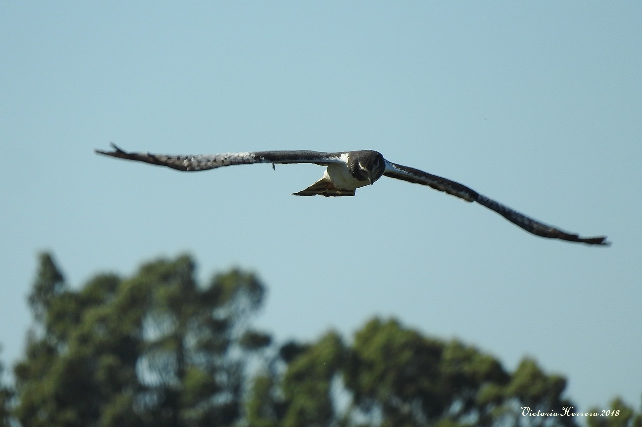 Foto Gavilán Planeador