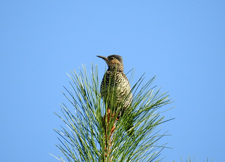 Foto Carpintero Pitío