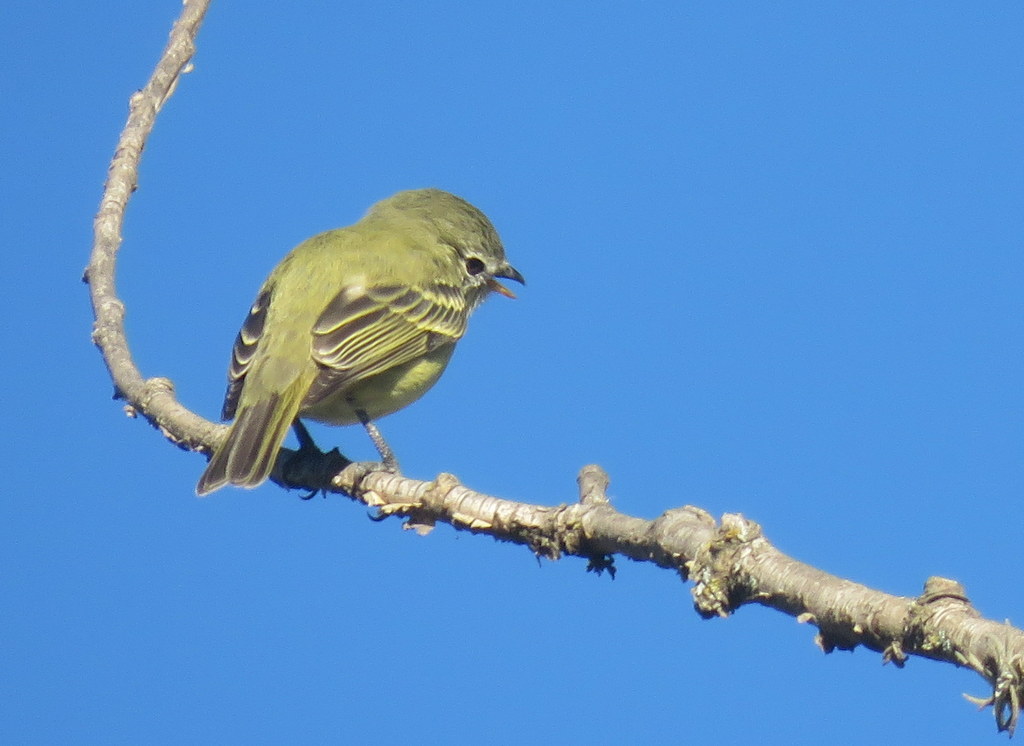 Photo Mosqueta Común