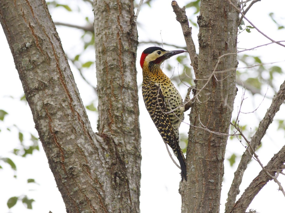 Photo Carpintero Real Común
