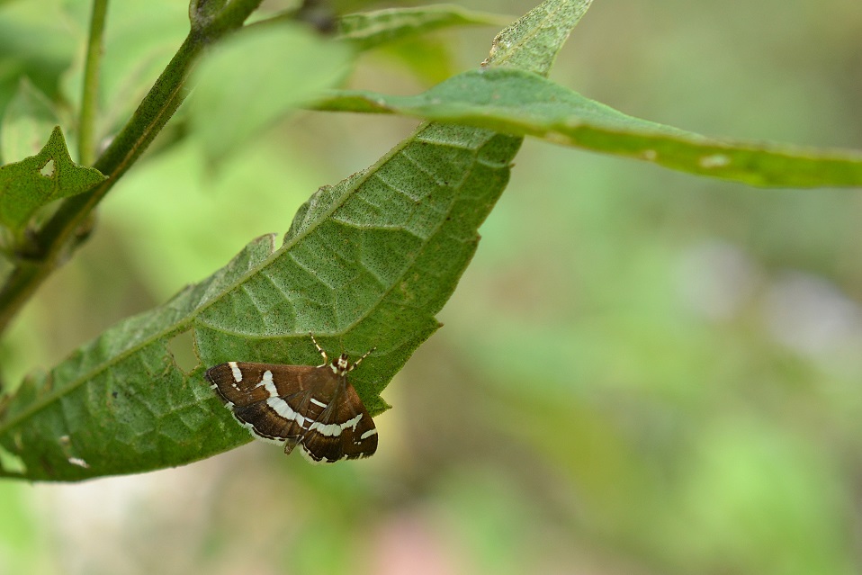 Foto Polilla de la Remolacha