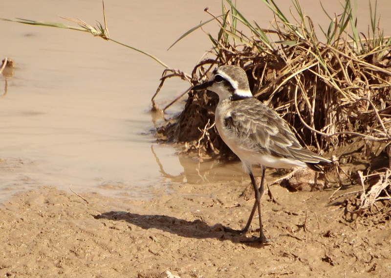 Foto Chorlitejo Pecuario