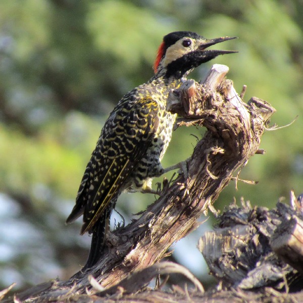 Photo Carpintero Real Común