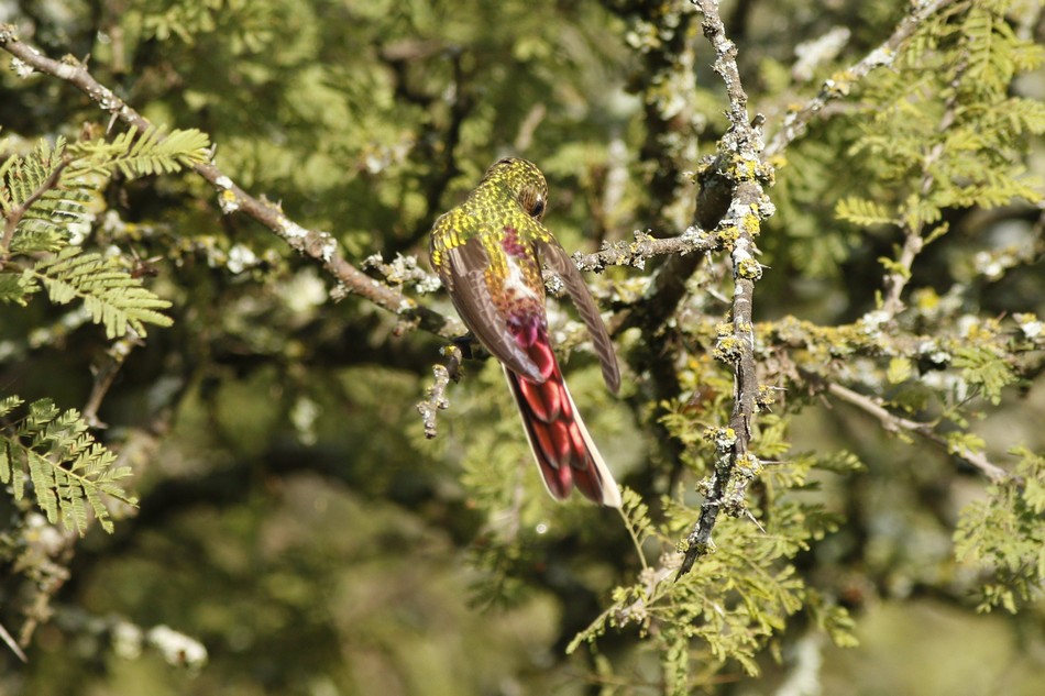 Photo Picaflor Cometa