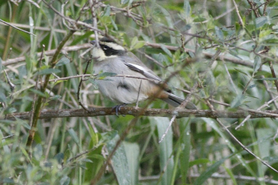 Photo Monterita de Collar