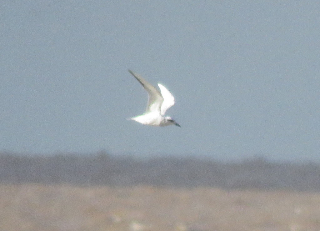 Photo Gaviotín Lagunero