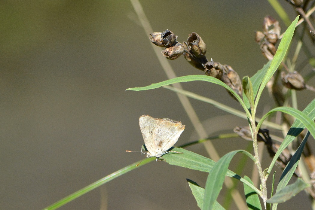 Foto Cebrita Serrana