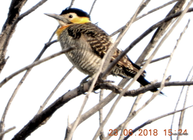 Photo Carpintero Campestre