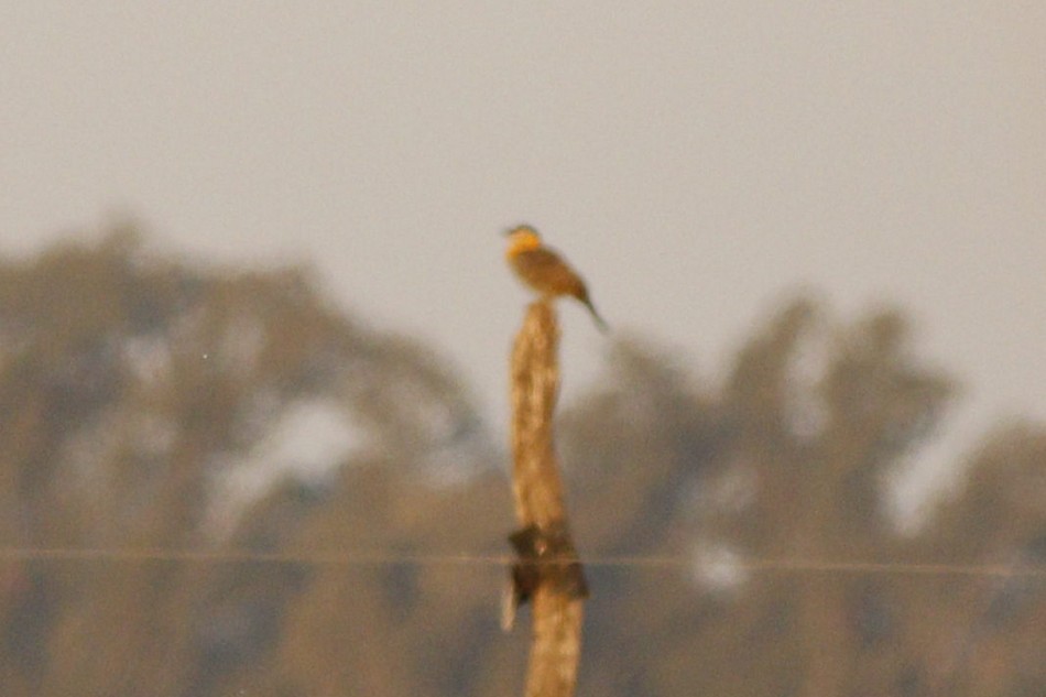 Foto Carpintero Campestre