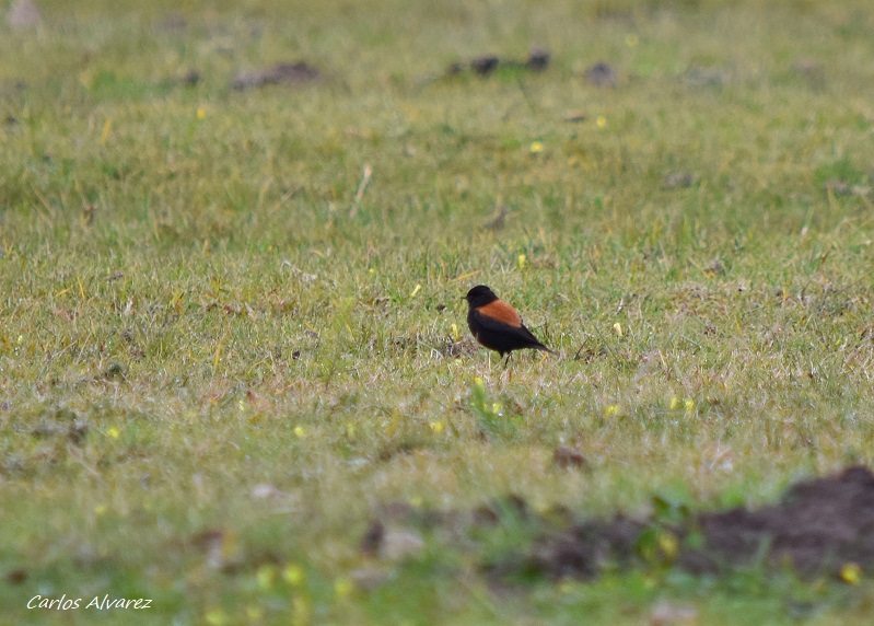Foto Sobrepuesto Común