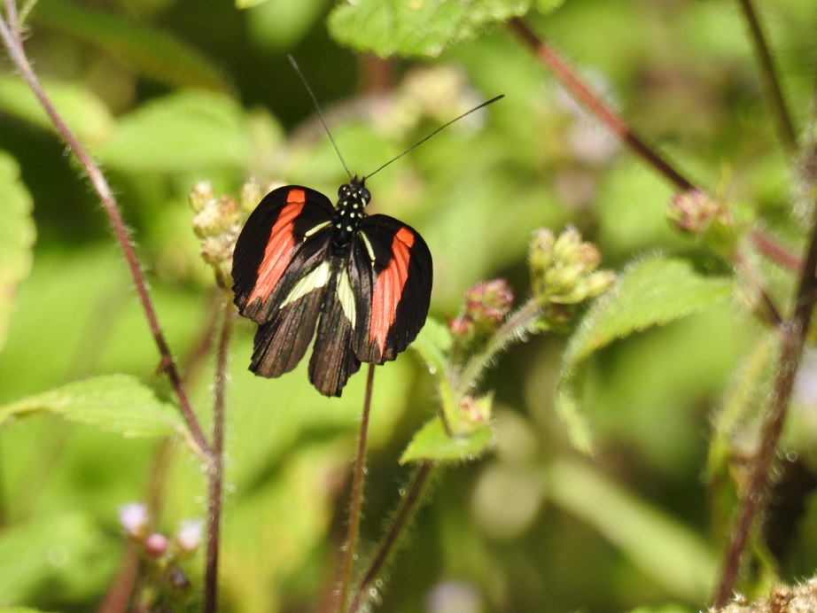 Photo Almendra Común