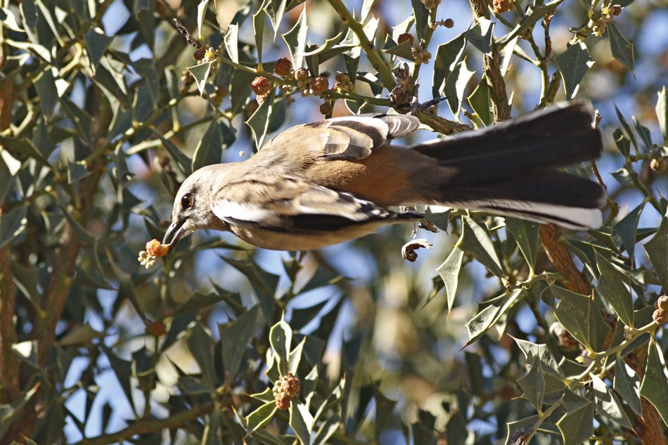 Photo Calandria Real