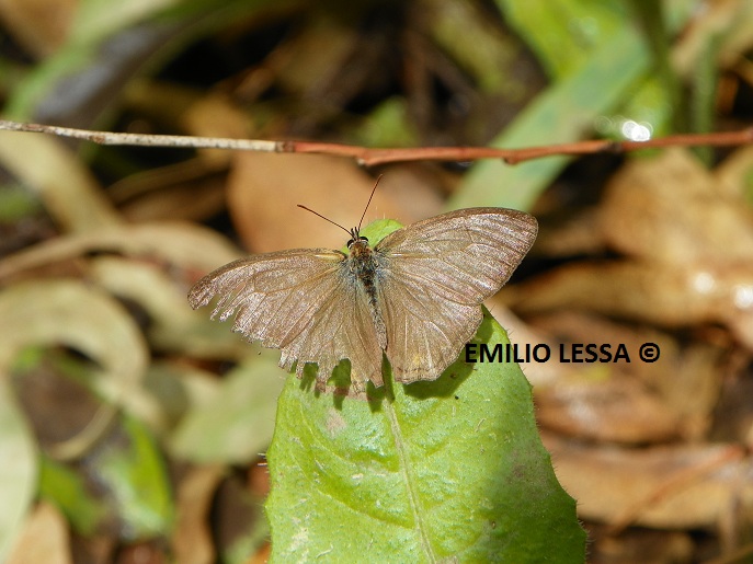 Photo Ocelada Común