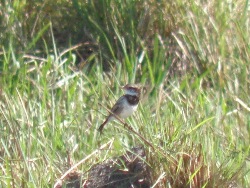 Photo Yetapá de Collar