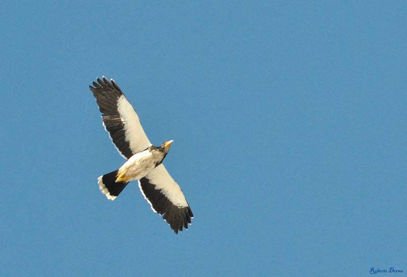 Photo Matamico Blanco