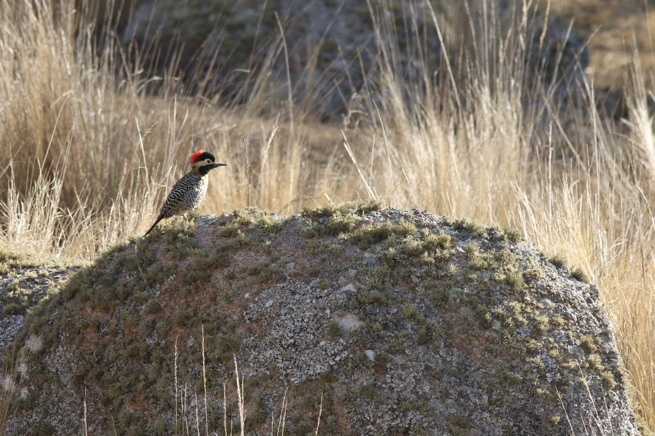 Photo Carpintero Real Común