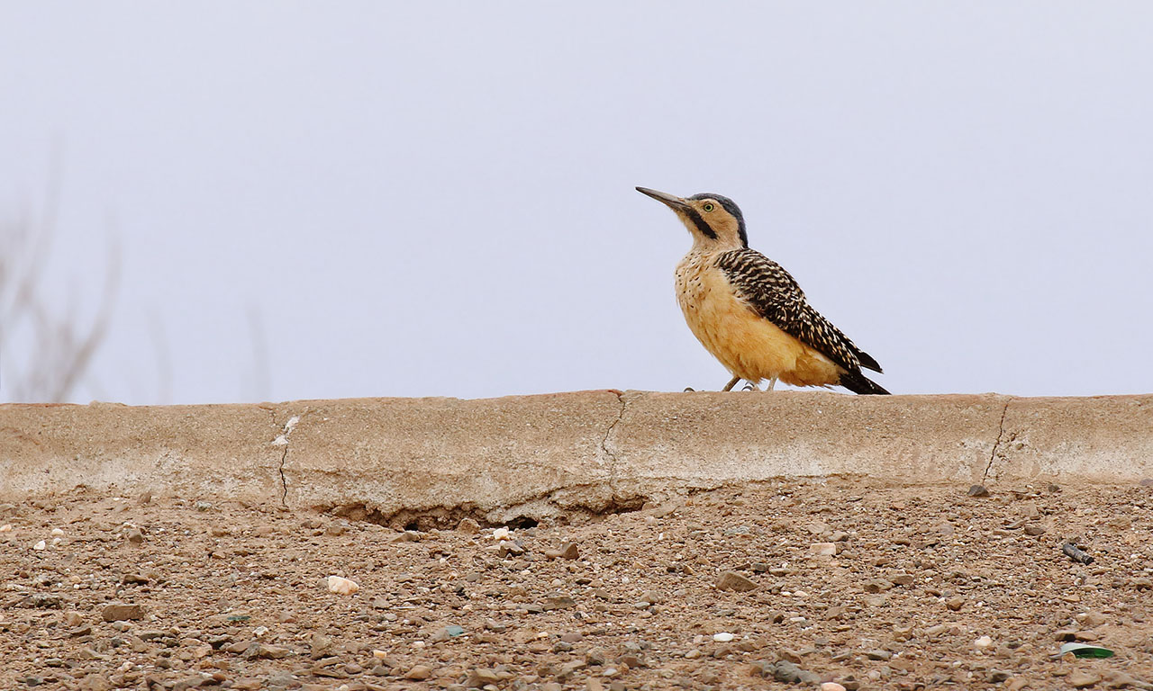 Foto Carpintero Andino