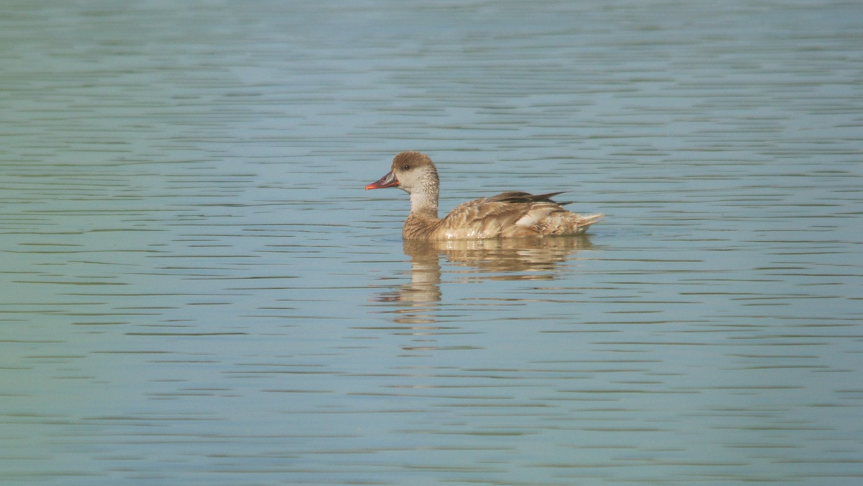 Foto Zambullidor de Cresta Roja