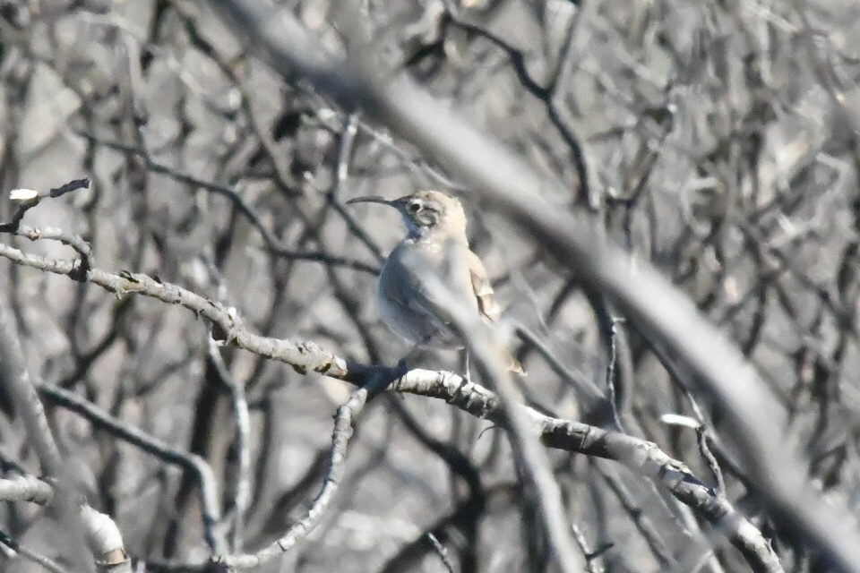 Photo Bandurrita Común