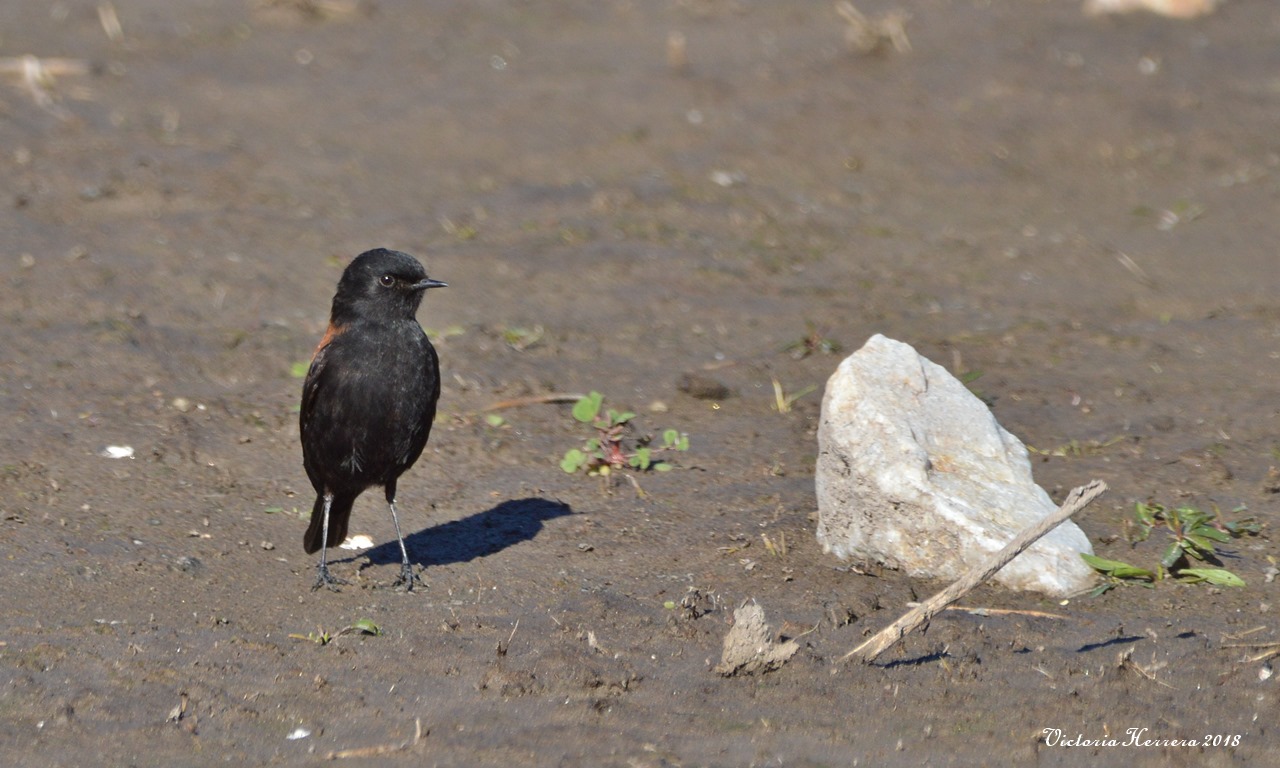 Foto Sobrepuesto Común