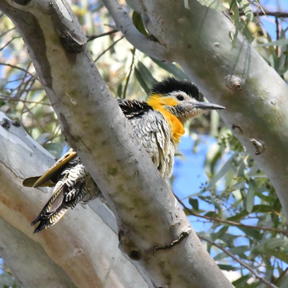 Photo Carpintero Campestre