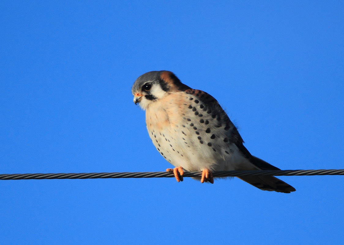 Photo Halconcito Colorado