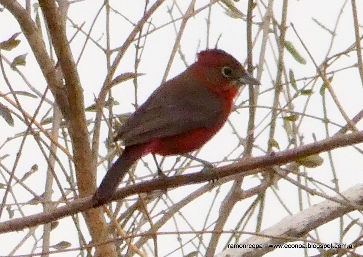 Photo Brasita de Fuego