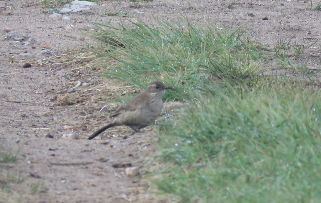 Photo Bandurrita Común