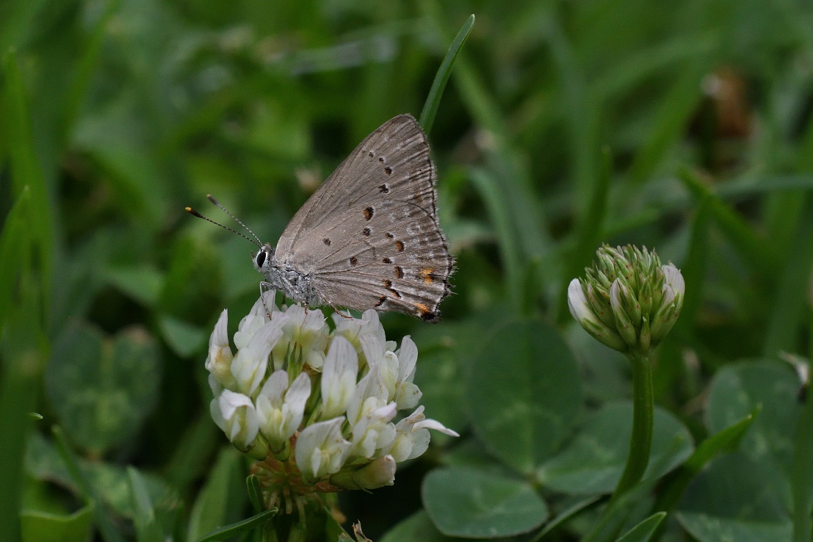 Foto Frotadora Común