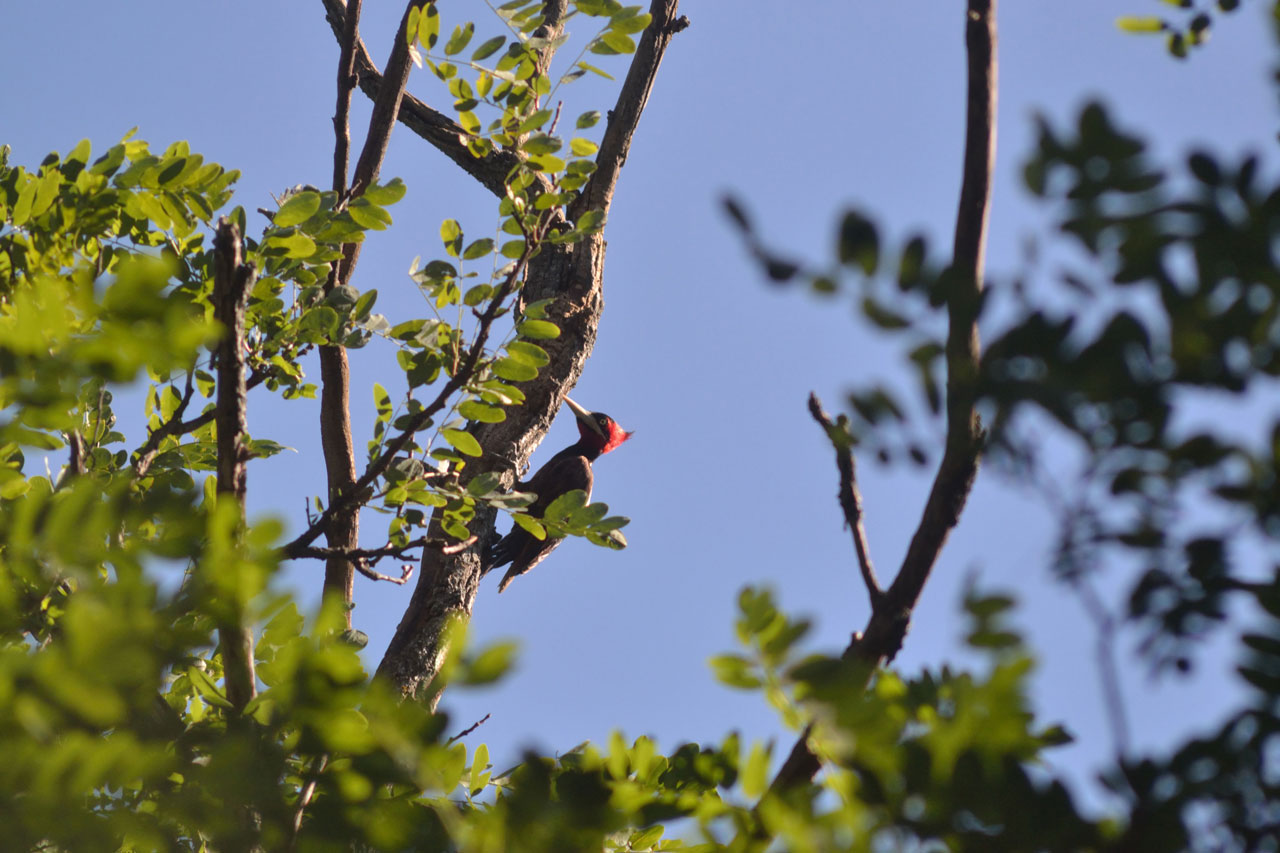 Foto Carpintero Lomo Blanco