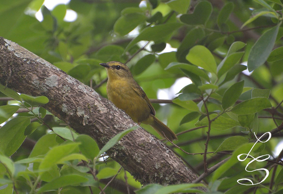 Foto Arañero Coronado Grande