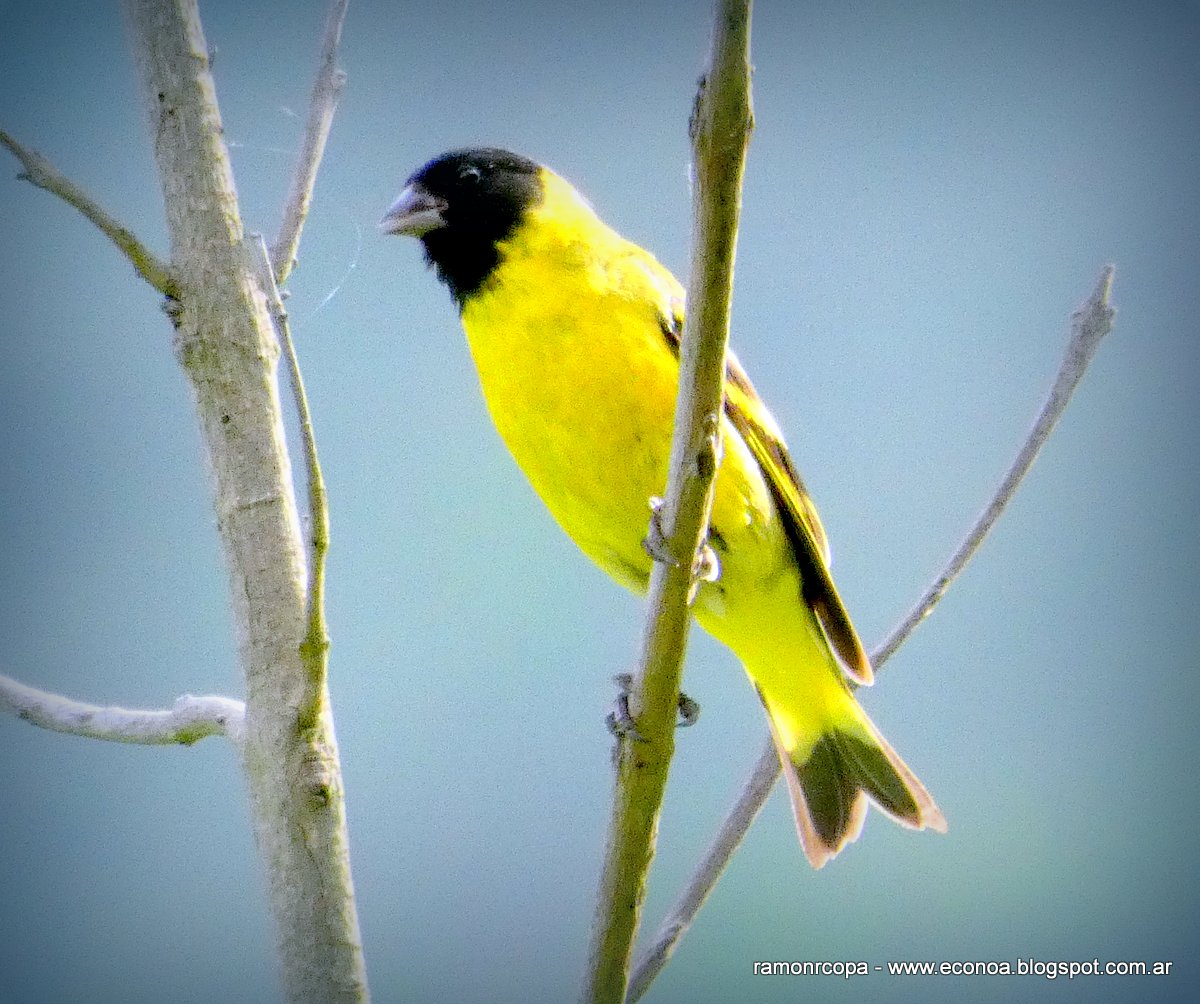 Foto Cabecitanegra Común