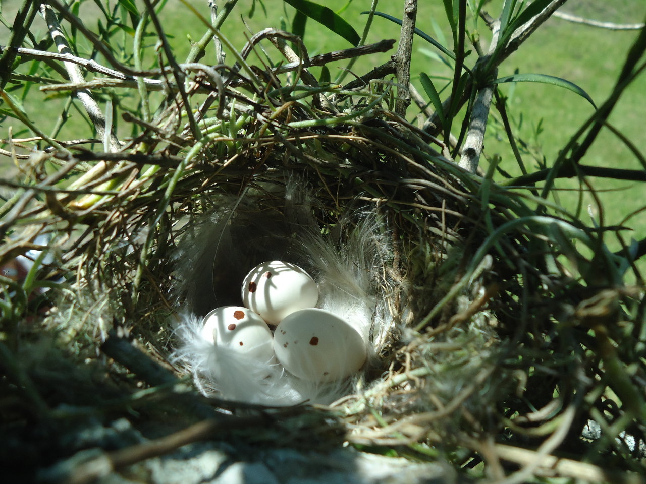 Photo Suirirí Amarillo