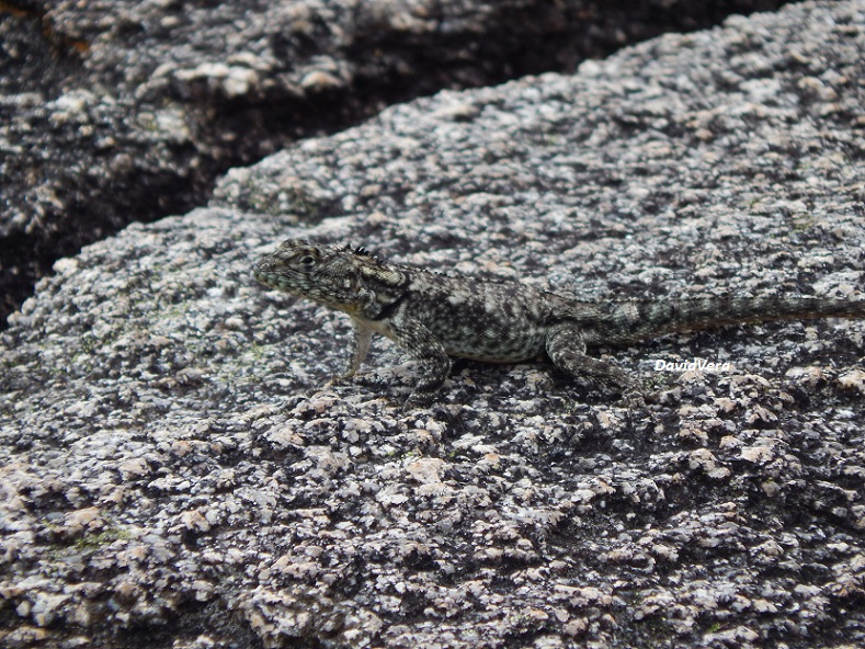 Photo Lagarto de los Quebrachales